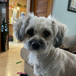 Emmy - Shichon