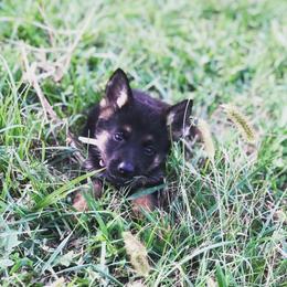 German Shepherd Puppies from Benton K-9 Breeding