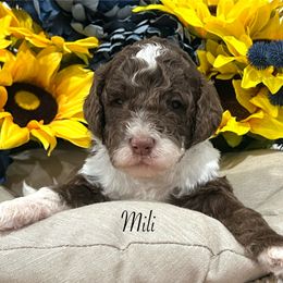 Goldendoodle Puppies from Real Life Furrytales