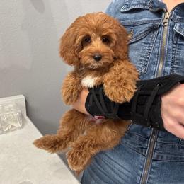 Princess Diana - Red female Cavapoo puppy in Herriman, Utah from Gypsi Doodles & Poodles LLC.
