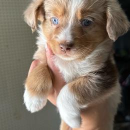 Taffy - Red merle female Miniature Australian Shepherd puppy in Clarkesville, Georgia from North Georgia Gems
