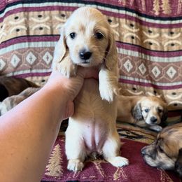 Girl 2 - Cream female Dachshund puppy in Wichita, Kansas from Rustic Dachshunds
