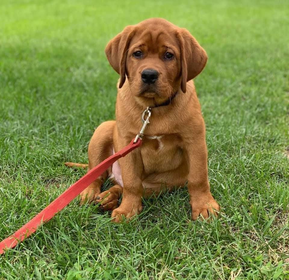 Red store run labradors