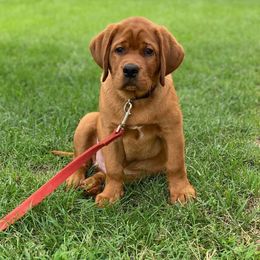 Labrador Retriever Puppies from Shadow Run Labradors
