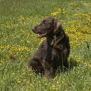 Flat-Coated Retriever All Grown Up from Shayna Flat-Coated Retrievers