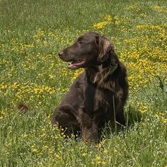 Flat-Coated Retriever All Grown Up from Shayna Flat-Coated Retrievers