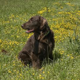 Flat-Coated Retriever All Grown Up from Shayna Flat-Coated Retrievers