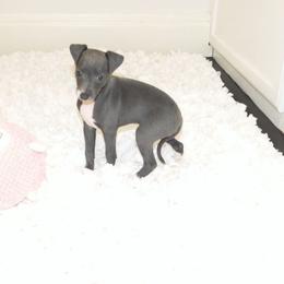 Lola Female 2 - Blue female Italian Greyhound puppy in Sparta Tn And Caryville Fl, Tennessee from Summerwind Kennel