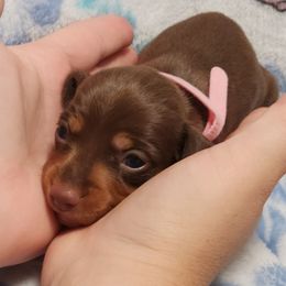 Cinnamon - Chocolate and tan female Dachshund puppy in Penrose, Colorado from Double Trouble Dachshunds