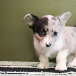 Bean - Blue merle and white male American Corgi puppy in Plains, Montana from Diamond Corgis