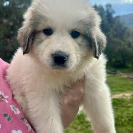 Boy 4 - White and badger male Great Pyrenees puppy in North Fork, California from Heritage Mountain Ranch