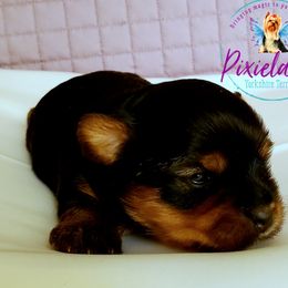 Yorkshire Terrier Puppies from Pixieland Yorkshire Terriers