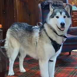 Alaskan Malamutes from Jamie Minchew's Alaskan Malamutes