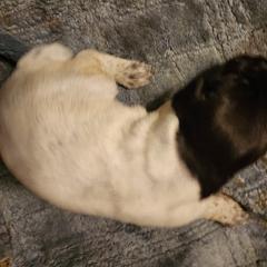 Boy 1 - Liver and white German Wirehaired Pointer puppy in Wellston, Ohio from Blue Line GWPs