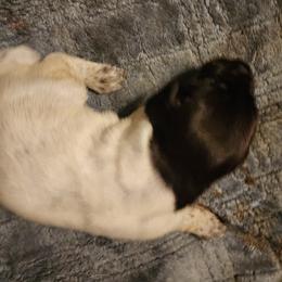 Boy 1 - Liver and white German Wirehaired Pointer puppy in Wellston, Ohio from Blue Line GWPs