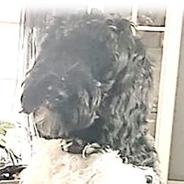 Hondo - Black Australian Labradoodle puppy in Riverside And Yucaipa, California from Whimsical Australian Labradoodles