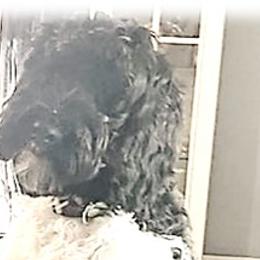 Hondo - Black Australian Labradoodle puppy in Riverside And Yucaipa, California from Whimsical Australian Labradoodles