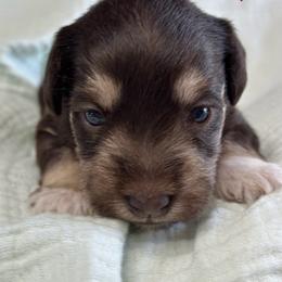 Red - Liver female Miniature Schnauzer puppy in White Plains, Kentucky from Devon Dunlap