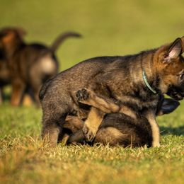 German Shepherd Puppies from Sommerfeld German Shepherds