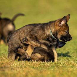 German Shepherd Puppies from Sommerfeld German Shepherds