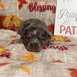 Cinderella - Blue merle female Miniature Australian Shepherd puppy in Liberty, Mississippi from Liberty Oaks Aussies and Dachshunds