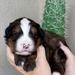 Sedona - Sable male Bernedoodle puppy in Superior, Arizona from Mountain Bridge Doodles
