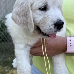 Miss Yellow - Light golden female Golden Retriever puppy in Rochester, Minnesota from Neitzke Ranch Goldens