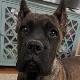 White Collar - Fawn female Cane Corso puppy in Kingsport, Tennessee from Gray Cane Corsos