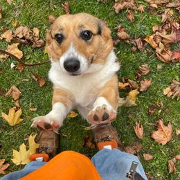 Luna - Pembroke Welsh Corgi