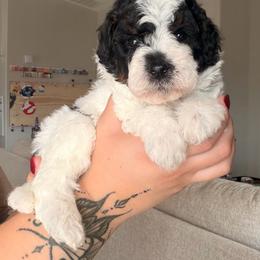 Miles (Red) - Tri-color male Bernedoodle puppy in Peoria, Arizona from Wroth's Paws