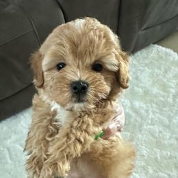 Prince - Red male Maltipoo puppy in Apple Valley, California from Boujeepups
