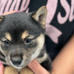 China - Red Shiba Inu puppy in Ewing Township, New Jersey from NJ Shiba Baby