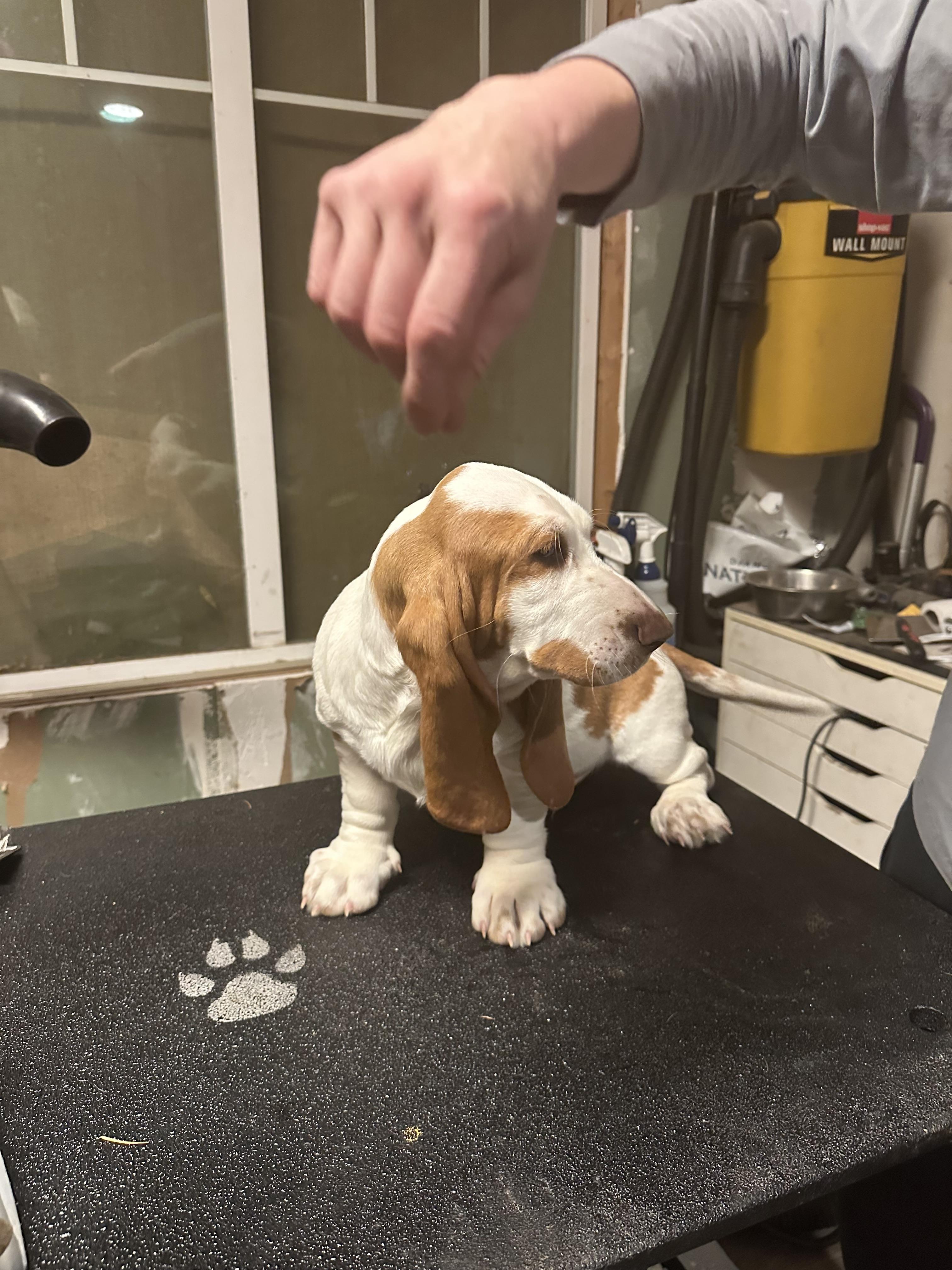 Glacier Ridge Basset Hounds in Washington | Basset Hound puppies | Good Dog