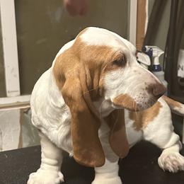 Basset Hounds from Glacier Ridge Basset Hounds