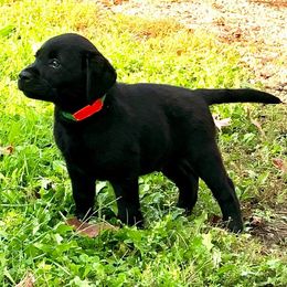 Labrador Retriever Puppies from Humehill Labrador Retrievers