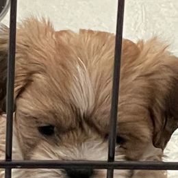 Lhasa Apso Puppies from Karen's Lhasa Apsos