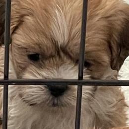 Lhasa Apso Puppies from Karen's Lhasa Apsos