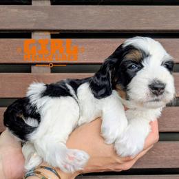 Mille Lacs - Tri-color female Bernedoodle puppy in Cambridge, Minnesota from Country Meadow Doodles