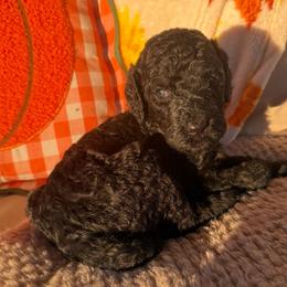 Marcel - Black male Goldendoodle puppy in Petersburg, West Virginia from Wv Diva Doodles