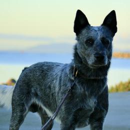 Australian Cattle Dogs from Butterfly Butte Australian Cattle Dogs