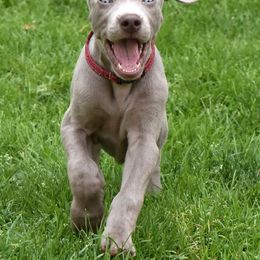 Weimaraner Puppies from Platinum Weimaraners