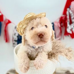 Duncan - Cream male Labradoodle puppy in Taylor, Michigan from Mi Best Doodle Ever, LLC