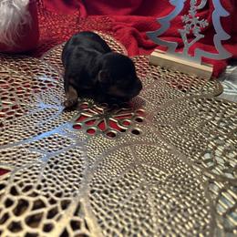 Hollie - Blue and gold female Yorkshire Terrier puppy in Brandenburg, Kentucky from Lil Amazing Paws Yorkshire Terriers