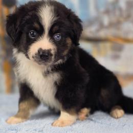 B-2 - Black tri male Miniature Australian Shepherd puppy in Citra, Florida from Southpaw Herders LLC