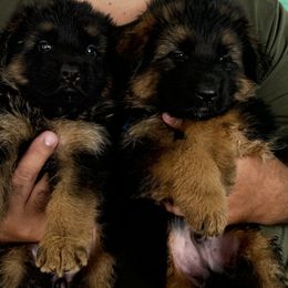 German Shepherd Puppies from Vom Kirsys German Shepherds