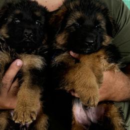 German Shepherd Puppies from Vom Kirsys German Shepherds