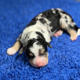 Winston - Blue merle male Bernedoodle puppy in Burbank, Ohio from Berns & Doodles