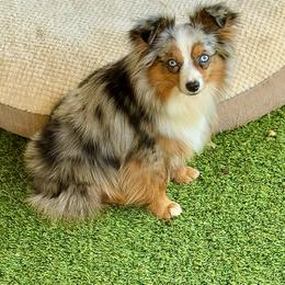 Emmy Lou - Toy Australian Shepherd