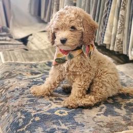 Goldendoodle Puppies from Dashing Doodle Pups