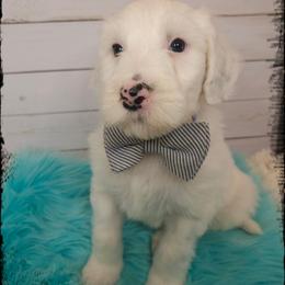 SNOOPY - Black and white male Sheepadoodle puppy in Farley, Iowa from Iowa's Doodle Co.